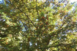 9月の行事　①紅葉狩り